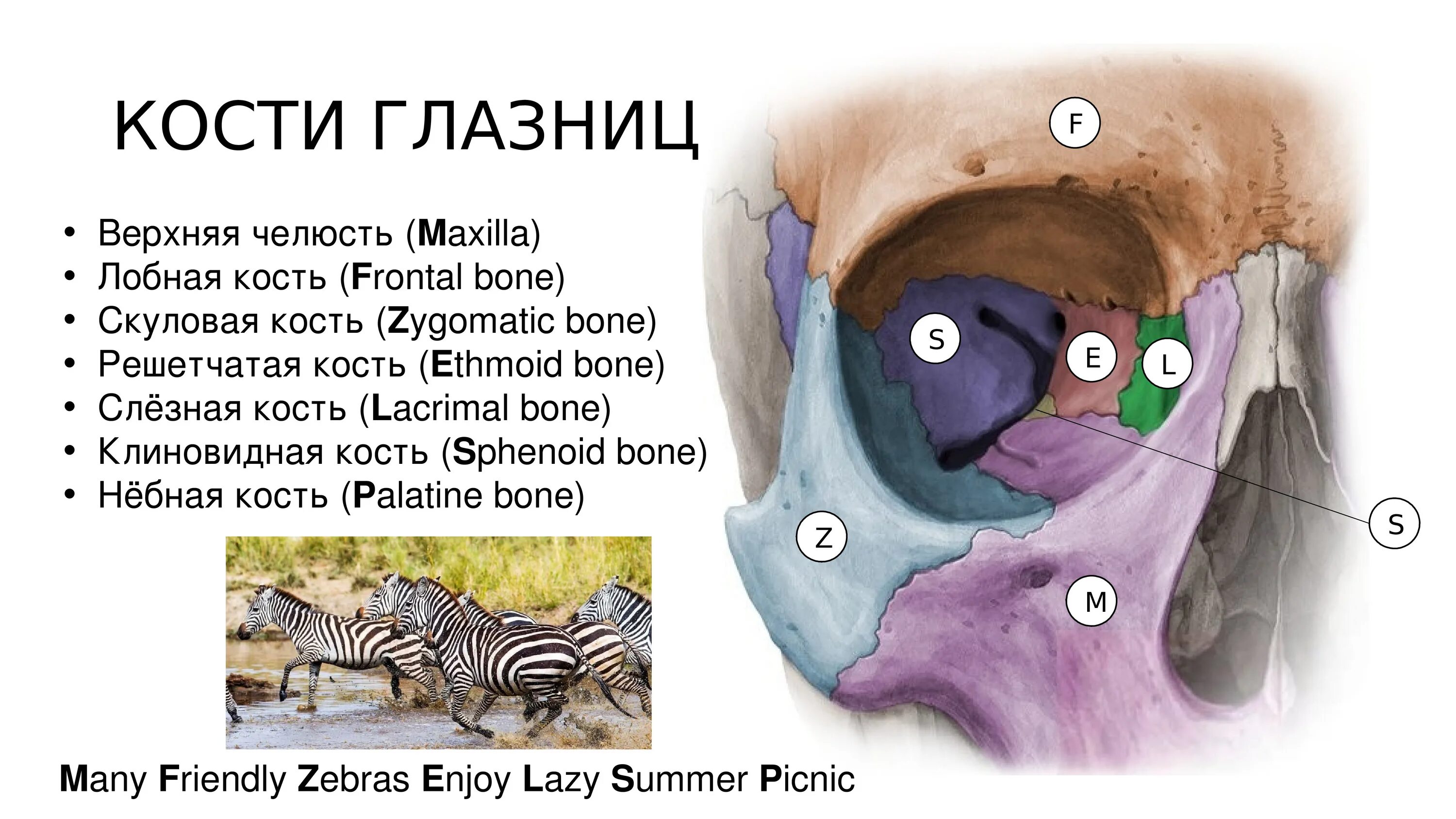 1 строение глазницы