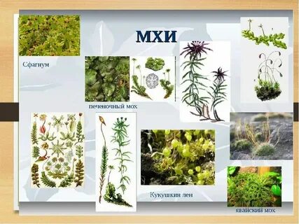 Мхи названия 3 класс окружающий