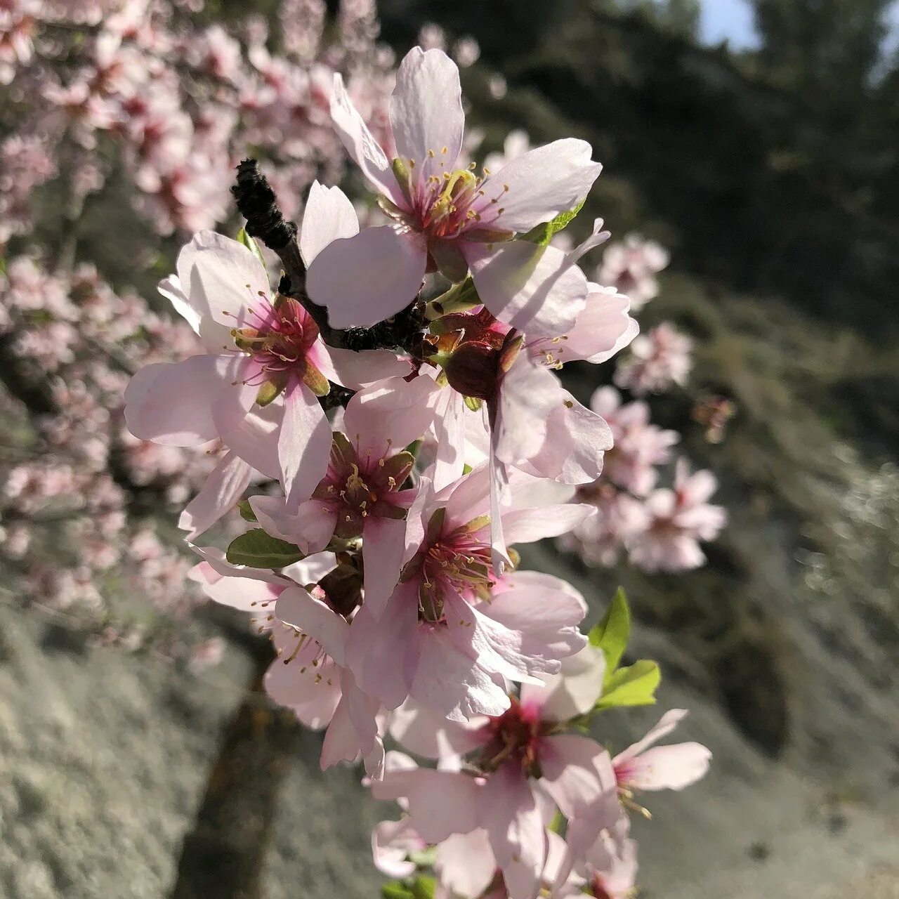 миндаль ледебура. миндаль весной фото. миндаль весной фото. цветение миндаля в крыму. цветение миндаля.