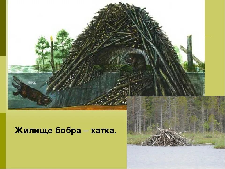 Бобры строят хатки распространенное предложение. Бобры хатка. хатка бобра. хатка и плотина бобра. бобр обыкновенный хатка.