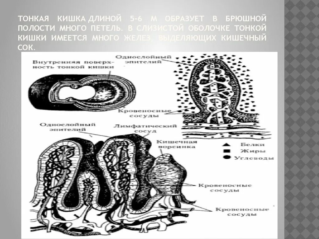 Общая длина тонкого кишечника. В слизистой оболочке тонкой кишки имеются. В слизистой оболочке тонкой кишки имеются железа. В слизистой оболочке имеется много желез.