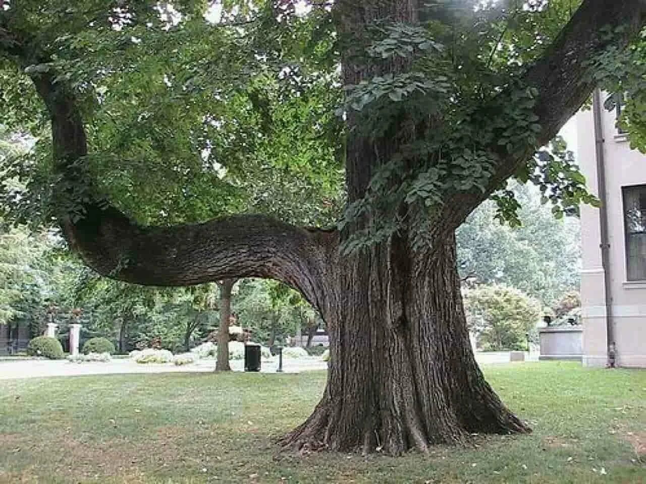 Tree course