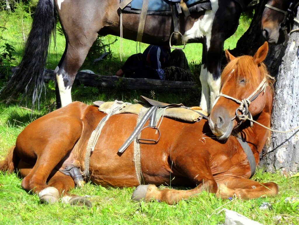 Find out more about the exotic Straight Egyptian Arabian Stallion KA Damascus at