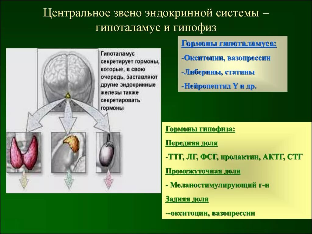 Центральные железы внутренней секреции . Аденогипофиз. Центральное звено эндокринной системы. Центральное звено эндокринной системы гипофиз. Патология эндокринных желез. Гипофиз эндокринной