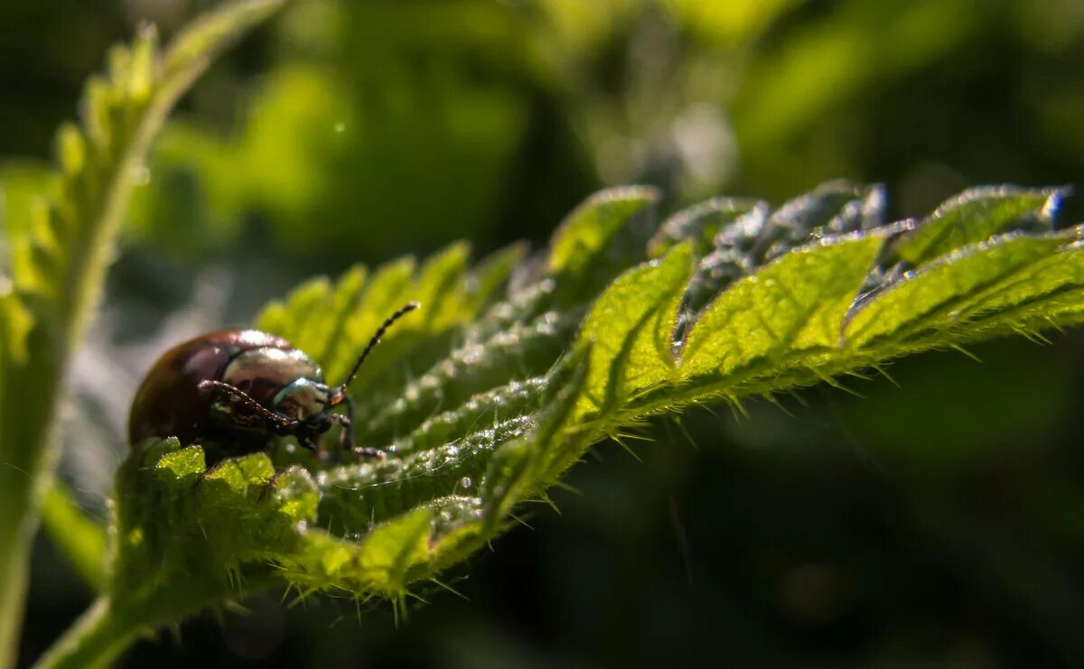 жуки 2 м. жук 2 л конструкция. навозник обыкновенный ж. жук рогач зеленый. жуки 2 м.