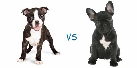 Although they might look the same, Boston Terriers and French Bulldogs are ...