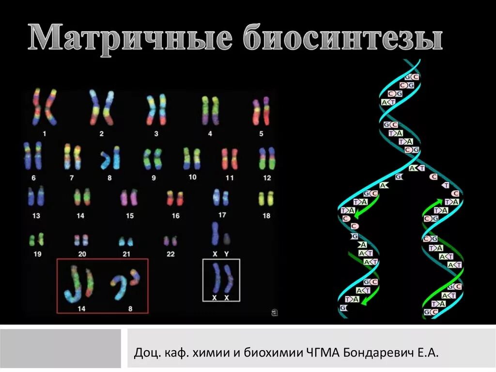 Матричные биосинтезы биосинтез днк