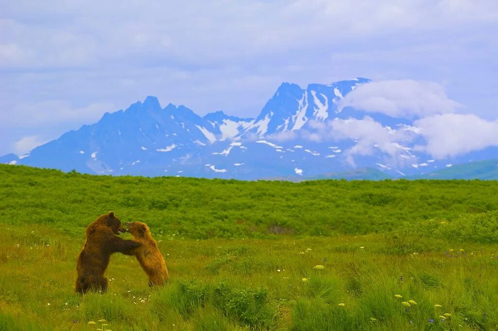 Wild naturals. Wild nature. Go Wild заповедник. Альбом Wild nature. Mr Wild nature.