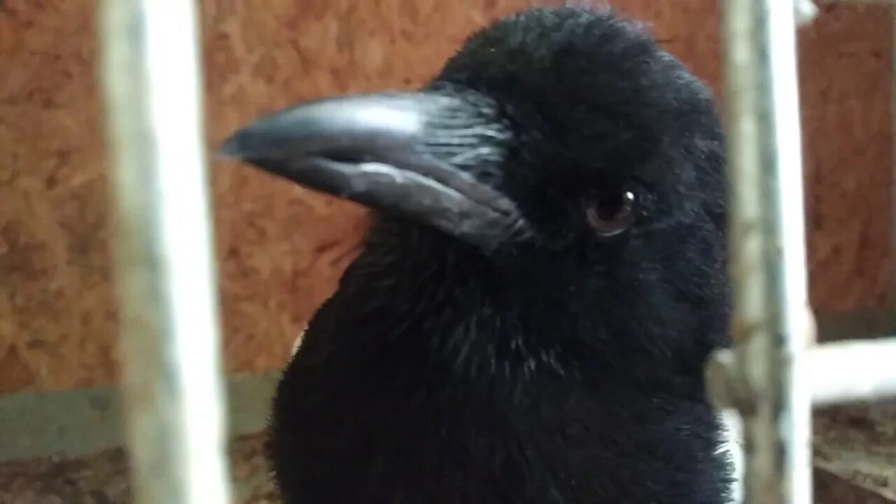 Птица говорящая 40 сара. Как разговаривает сорока. Говорящая сорока. Умная сорока. Короче я сорока.