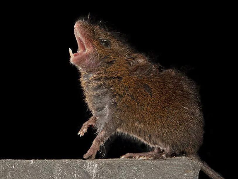 Singing mouse