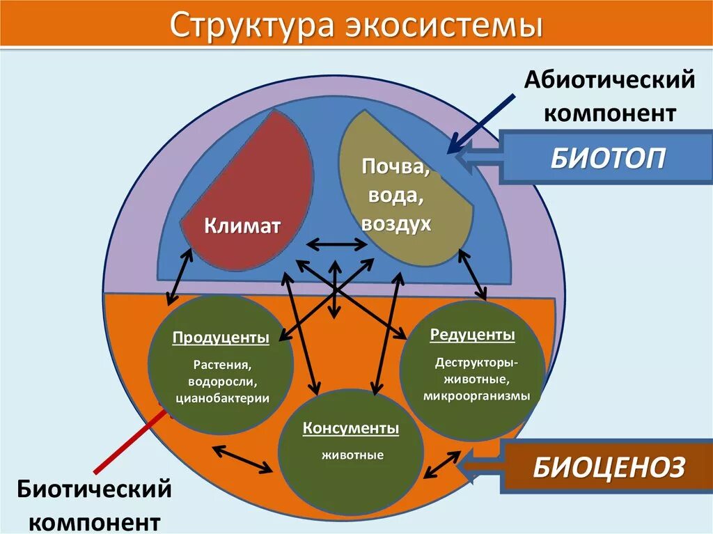 Схеме структуры биогеоценоза (экосистемы):. Биогеоценоз структура схема строения. Структура экологической системы схема. Экосистема биоценоз биотоп. Организация ее основные элементы