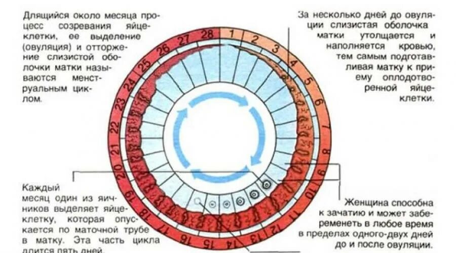 Сколько дней должны начаться месячные