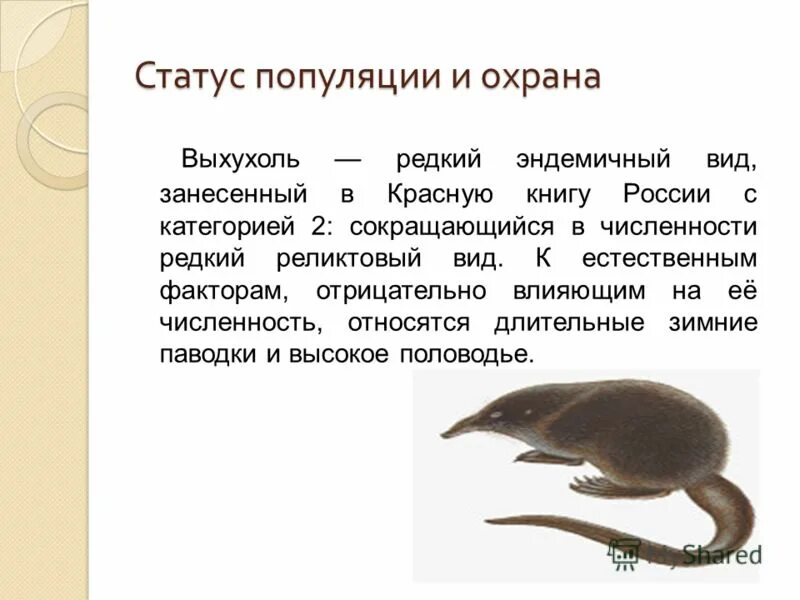 Выхухоль занесена в красную книгу. Выхухоль красная книга кировской области. скелет выхухоли. выхухоль занесен в красную книгу россии. выхухоль численность.