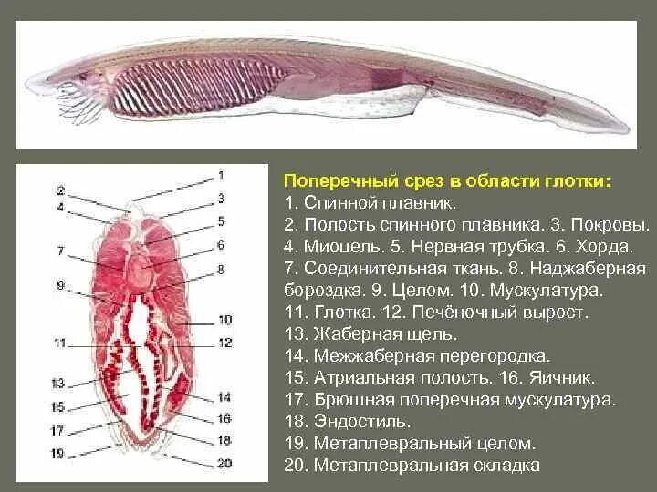 Срез ланцетника препарат. Поперечный срез ланцетника в жаберной области. Поперечный разрез ланцетника препарат. Поперечный срез ланцетника невроцель.