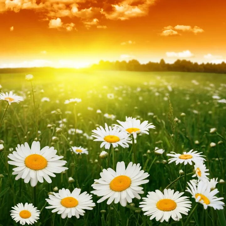 Пусть на поля. Пусть на поля. Лето рассвет. Солнечные ромашки. Пусть на поля.