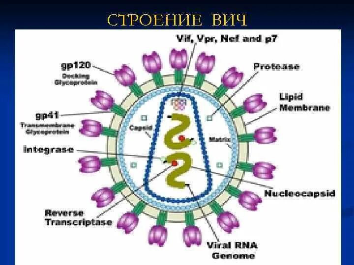 Строение вич. Вирус иммунодефицита человека строение. Строение вируса ВИЧ. Структура ВИЧ. Схема строения ВИЧ.