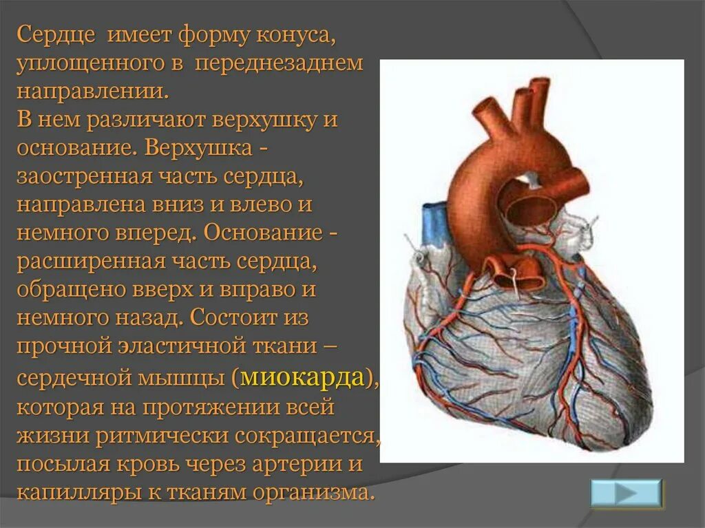 Сердечно сосудистая система сердце. Сердечно сосудистая система строение сердца. Сердечно сосудистая система презентация. Презентация на тему сердечно сосудистая система. Расширение сердечного сосуда