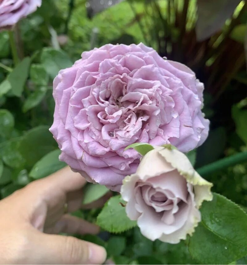 Розы Александра Фармс - блог Leto Flowers