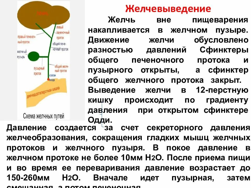 Диета от гастроэнтеролога. Удален желчный желчь в желудке. Строение желудка 8 класс биология пасечник. Удален желчный желчь в желудке. Желчный пузырь и панкреас.
