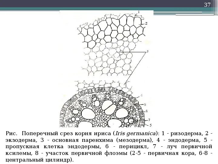 Какой микропрепарат изображен на рисунке. Первичное Анатомическое строение корня ириса. Первичное строение корня однодольного растения. Первичное строение корня на поперечном срезе корня ириса. Поперечный срез корня ириса германского.