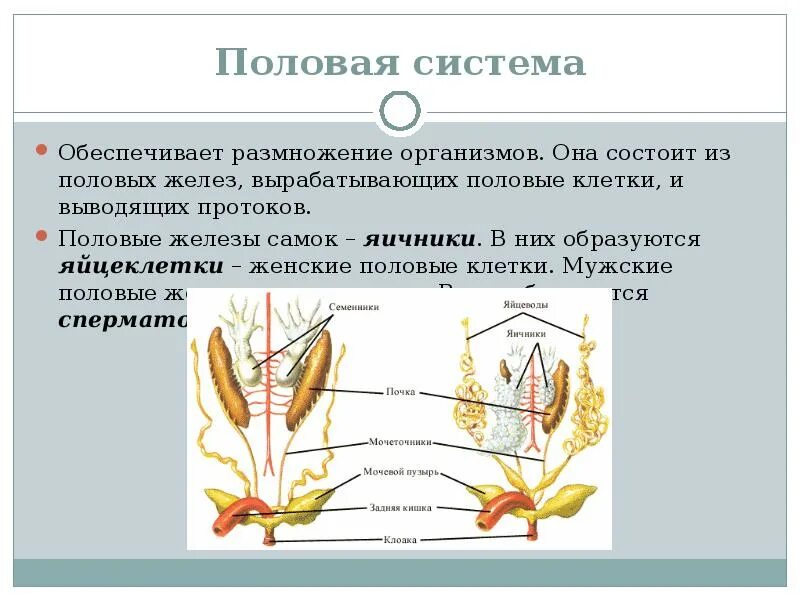 Уроки половой орган. Система органов половой системы. Система органов животных система органов размножения. Мужские и женские органы размножения. Мужская и женская половые системы.