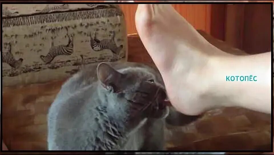 Кот нюхает ногу. Кот понюхал ногу. Кошка нюхает ноги. Кот нюхает носки. Кошки нюхают ртом