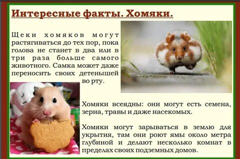 Что такое листинг в хомяке простыми