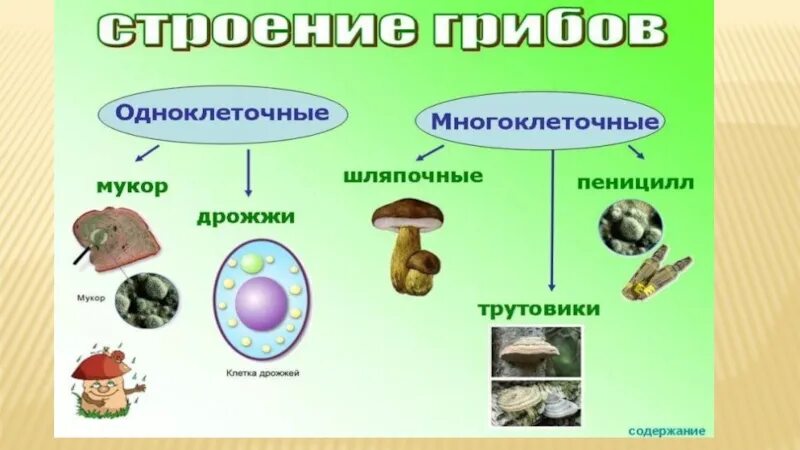 Биология 5 класс самое главное. Биология все темы 5 класса грибы. Грибы по биологии 5 класс. Грибы 5 класс биология презентация. Тема грибы 5 класс биология.