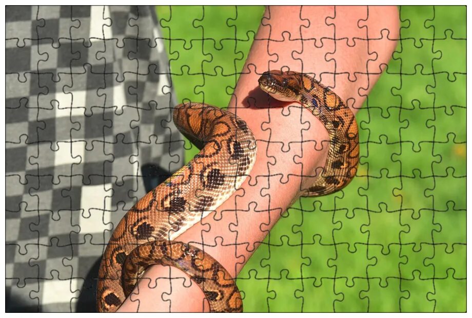 женский коллектив. браун снейк. дружный женский коллектив змеи. к чему снится змея. укусила змея во сне к чему снится.