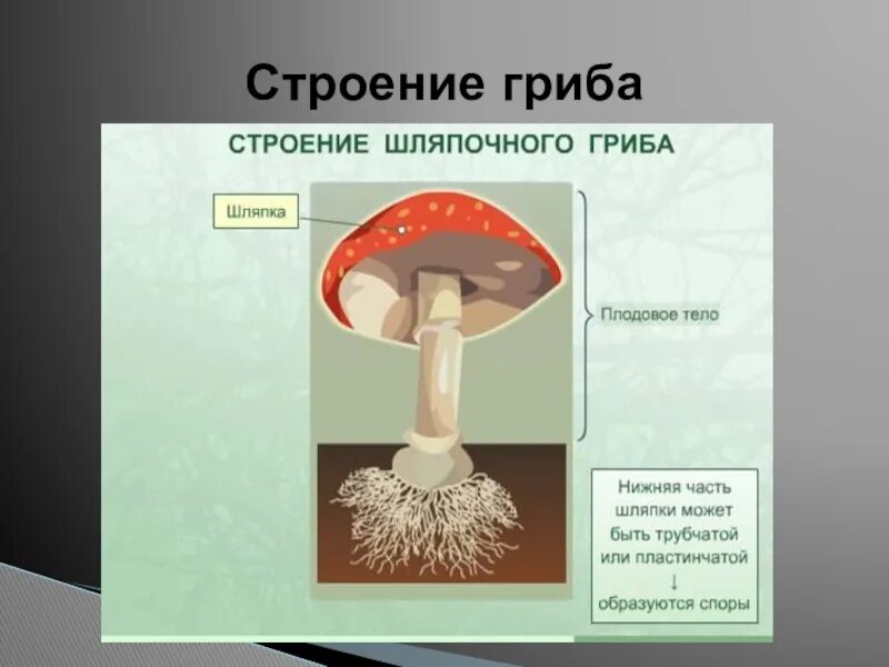 Макет шляпочного гриба биология. Макет шляпочного гриба биология 5. Строение шляпочного гриба. Строение плодового тела шляпочного гриба.