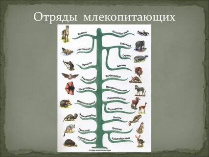 Отряды в систематике