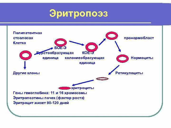 Сколько хромосом в эритроците. Схема образования эритроцитов. Созревание эритроцита схема. Образование эритроцитов эритропоэз. Эритропоэз анемии.