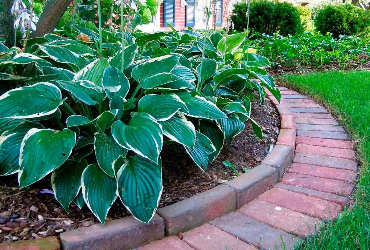 Хоста аллигатор элли. Хоста клумба цветы многолетники. Астильба хоста папоротник в клумбе. Хоста бордюрная. Бадан на клумбе.