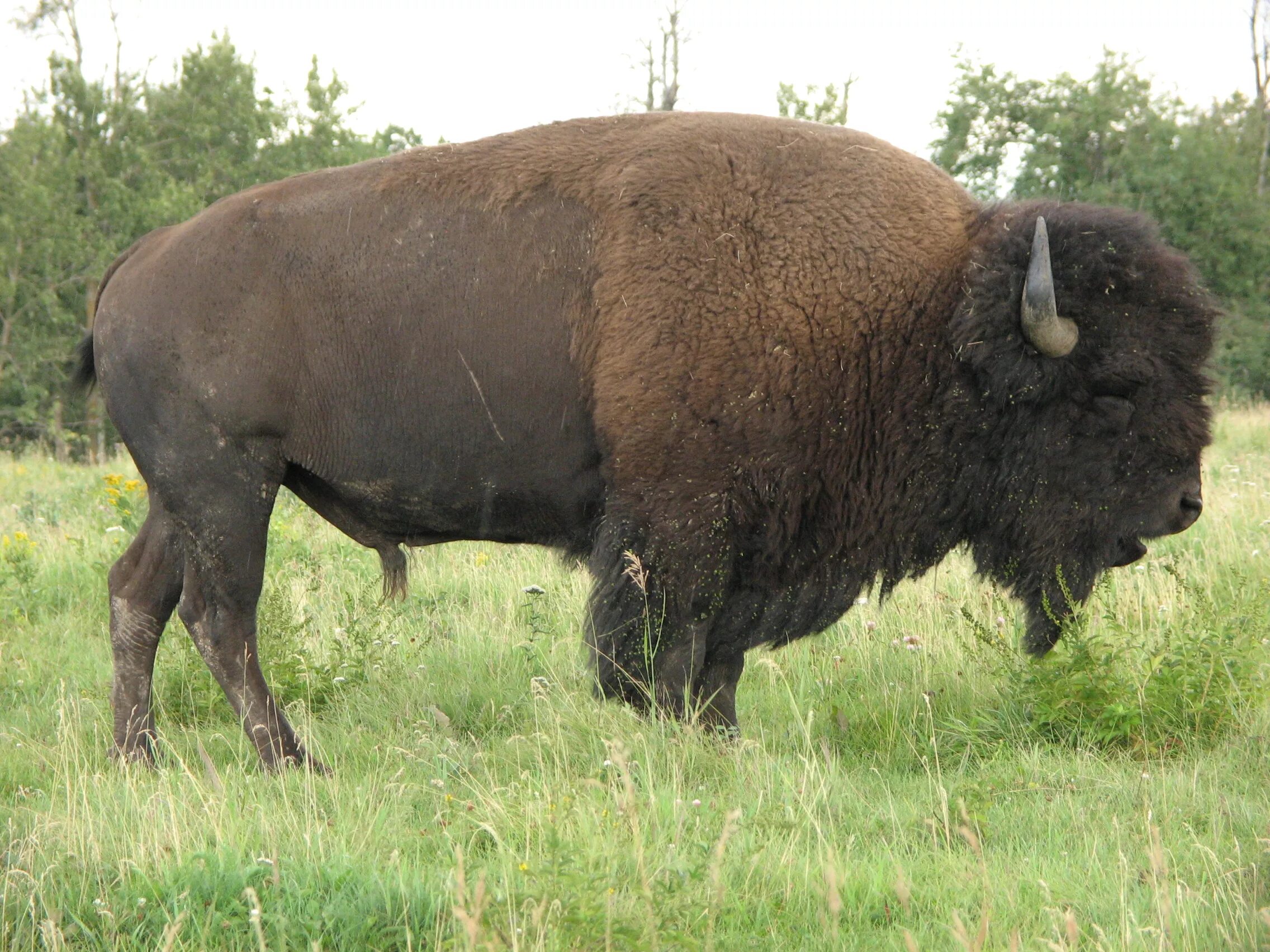 Бизон (Bison Bison). Бизон Буффало. Бизоны в Северной Америке. Лесной Бизон.