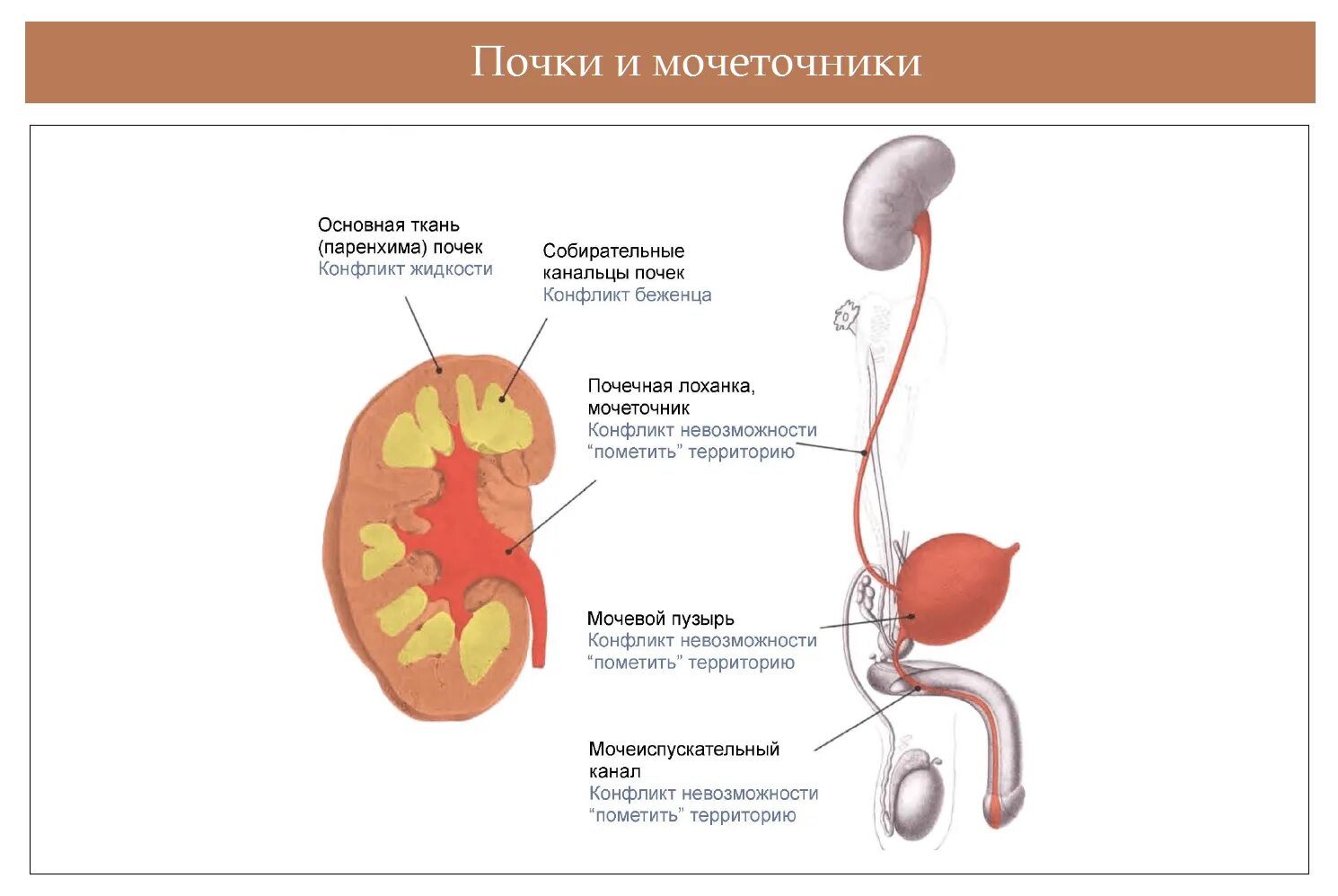 Мочевой пузырь печень. Болезни мочевых органов. Патология мочевыделительной системы. Заболевания почек и мочевыводящих путей. Психосоматика заболеваний почек.