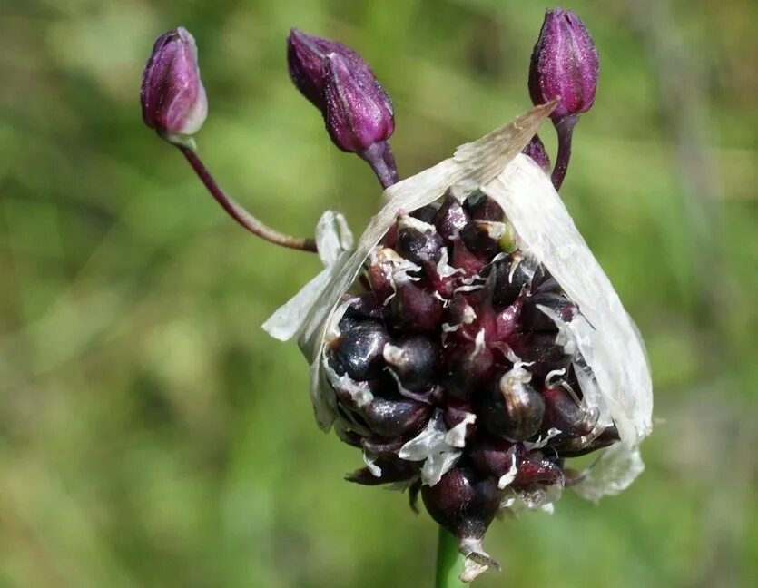 Семена лук чеснок. Аллиум Рокамболь. Аллиум scorodoprasum. Рокамболь (Allium scorodoprasum). Бульбочки Рокамболя.