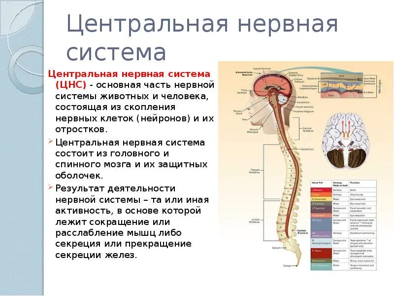 Виды цнс