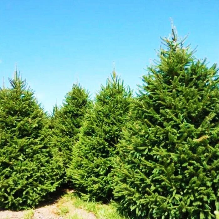 Ель сибирская picea obovata. Ель сибирская picea obovata. Ель сибирская picea obovata. Ели ду ели ес. Ель обыкновенная европейская.