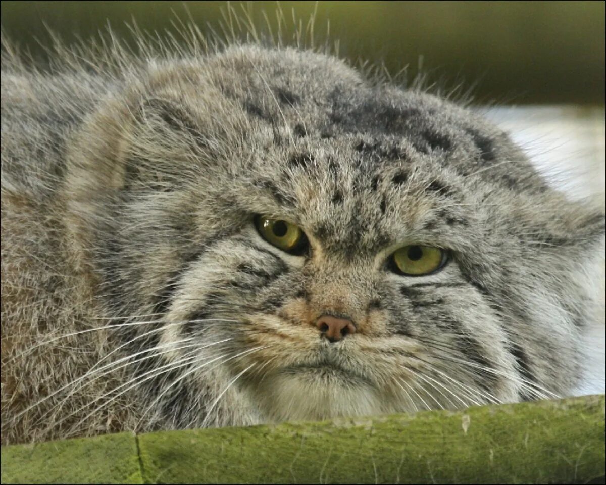 Коты манулы. Камышовый кот Манул. Лесной кот Манул. Дальневосточный Манул. Кот Манул толстый.