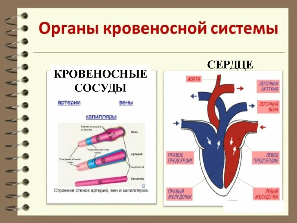 Какой орган на рисунке. Органы кровеносной системы человека. Кровеносная система входит в систему органов. Органы из которых состоит кровеносная система. Кровеносная система органы образующие систему.