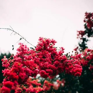 Приснился куст