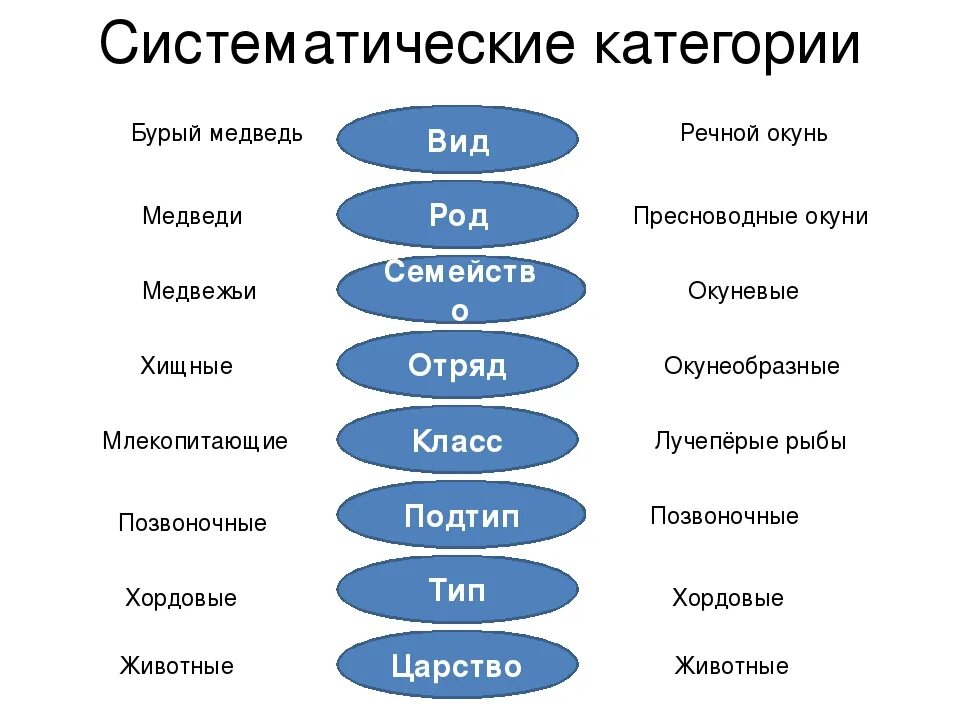 Вид тип класс отряд