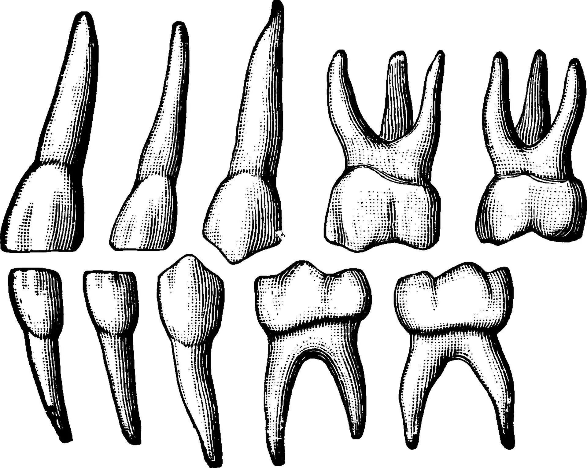 Корень зуба клык
