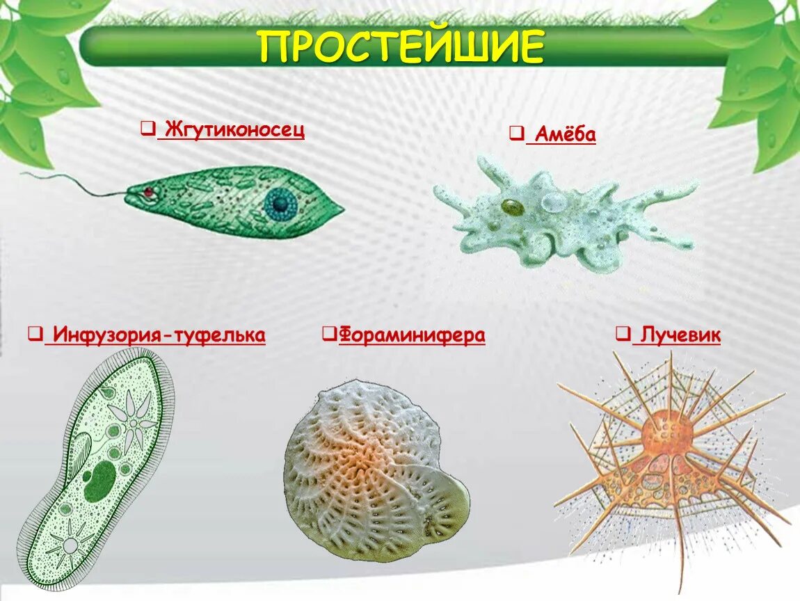 Саркодовые животные. Корненожки жгутиконосцы инфузории таблица. Корненожка жгутиковые инфузории. Саркодовые жгутиковые инфузории. Инфузория туфелька жгутиконосцы.