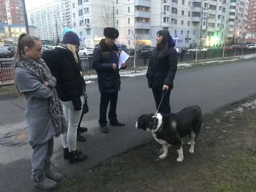 Выгуливает собаку без поводка. Животные в автобусе. Собака в общественном месте. Собака поводырь для слепых. Собачники с собаками.