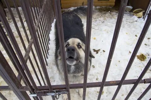 Приют для животных тверь