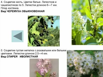 Почему растения с соцветиями распространены в природе