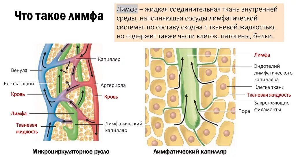 Строение лимфатической ткани. Строение капилляры лимфа. Строение сосудов лимфатической системы. Лимфатическая ткань схема. Лимфатические сосуды клетки