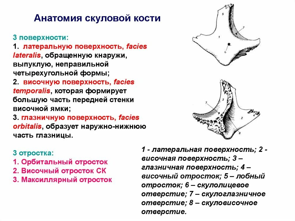 Анатомия скуловой кости. Скуловая кость анатомия строение. Скуловая кость анатомия латынь. Поверхности скуловая кость анатомия. Строение скуловой кости черепа.