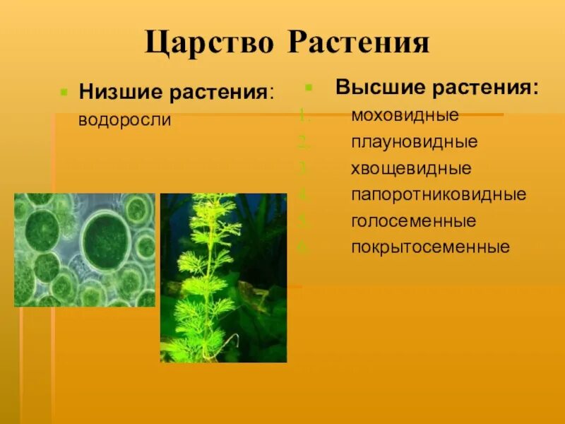 Зеленые водоросли папоротники голосеменные плауновидные. Царство растения низшие растения. Царство растений водоросли низшие. Низшие растения представители. Плауновидные Хвощевидные Папоротниковидные и Голосеменные растения.